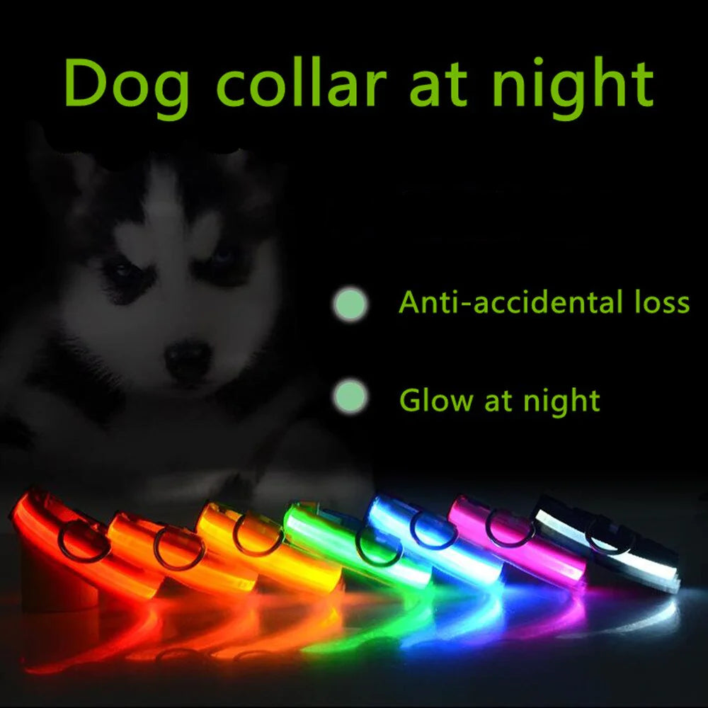 LED dog collar glowing green on husky — night visibility for pet safety