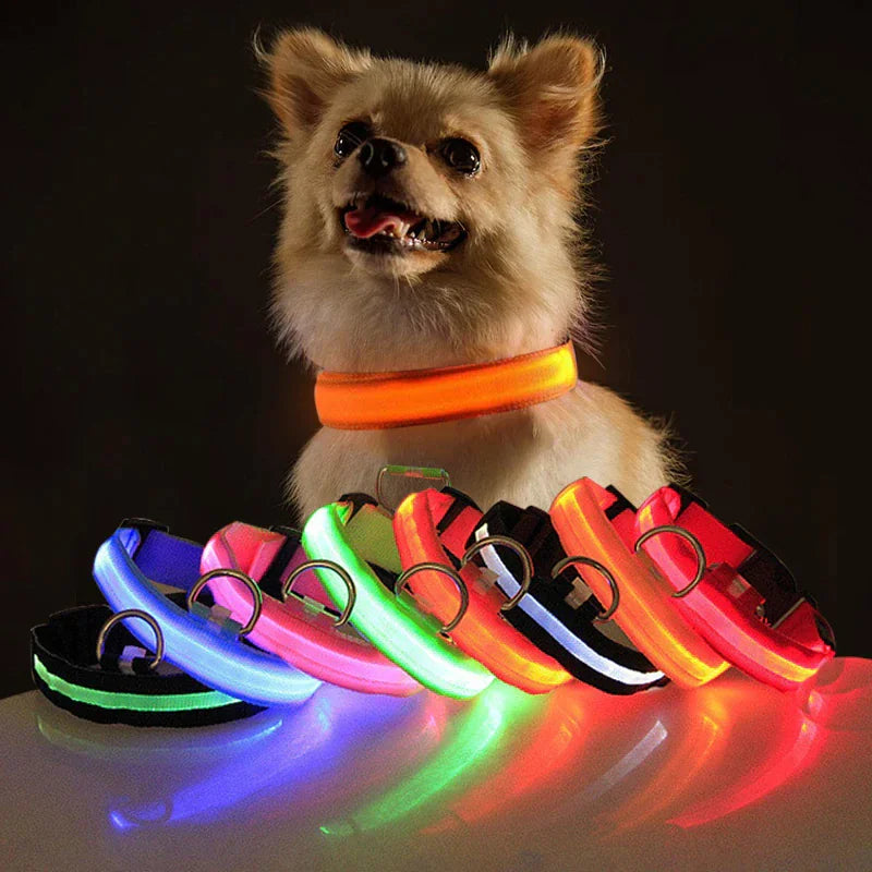 Dog wearing an orange LED collar with glowing collars in various colors on a reflective surface.
