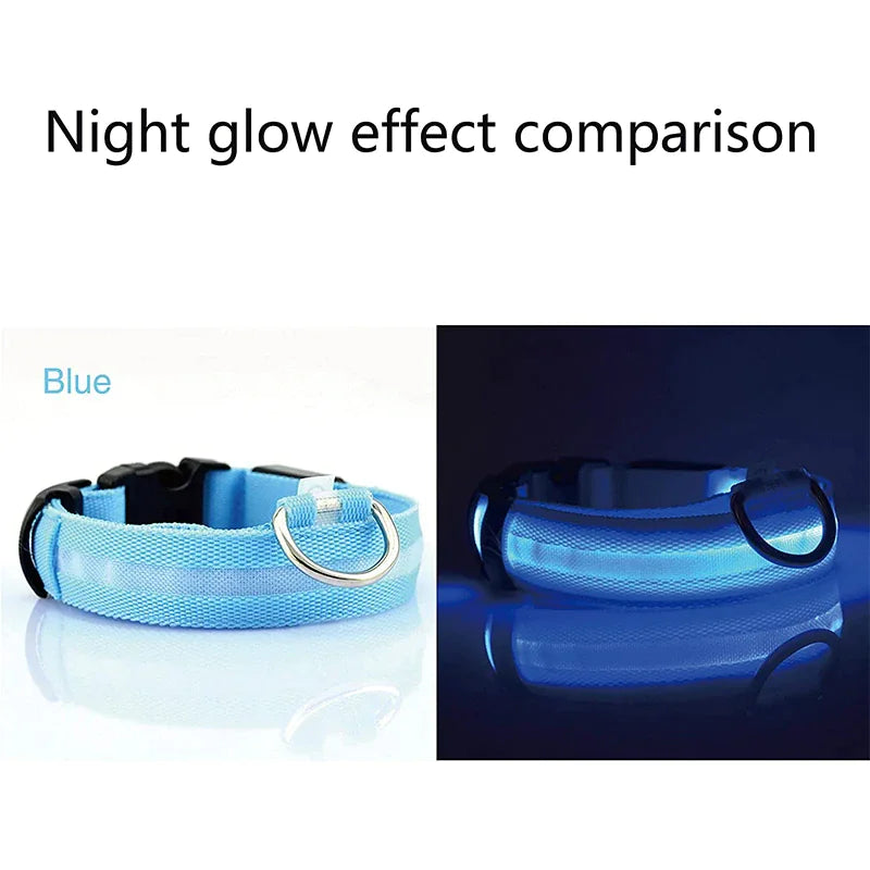 LED dog collar showing night glow effect in blue
